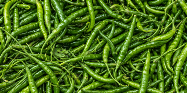 Fresh Green Chillies Whole India Export from Guntur