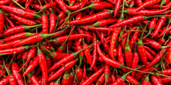 Fresh Red Chillies Whole from Guntur India for Export